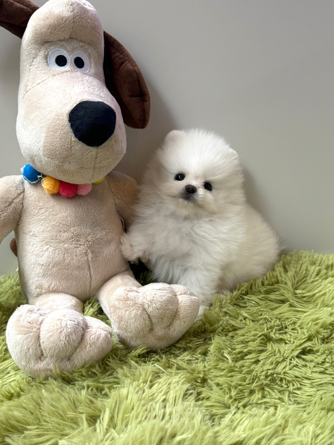 화이트 포메라니안 분양합니다(이벤트가)